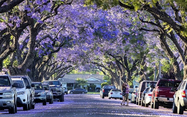 🌸 자카란다 산책로(자카란다 유호도) 이미지 1